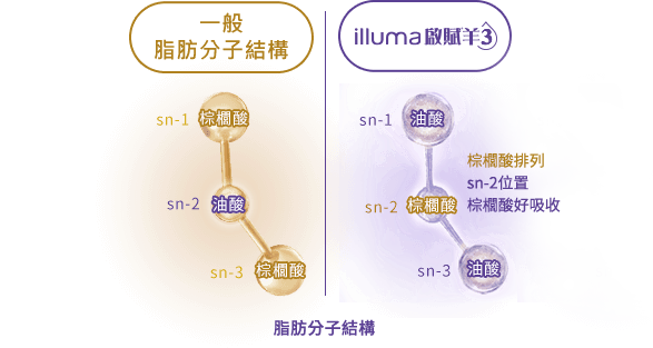 研究實證 sn-2 PA 模擬母乳分子結構